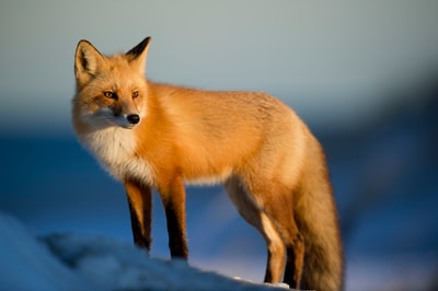 雪地上的棕色狐狸